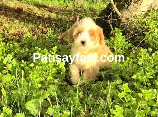 Dev Poodle Yavruları