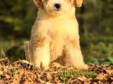 Dev Poodle Yavruları - 6