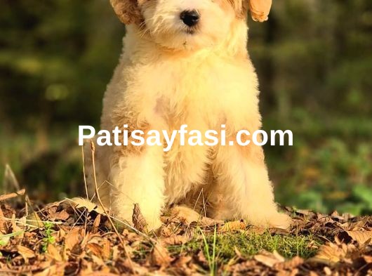 Dev Poodle Yavruları