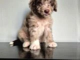 Dev Poodle Yavruları - 7