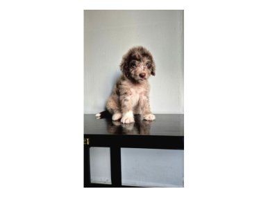 Dev Poodle Yavruları