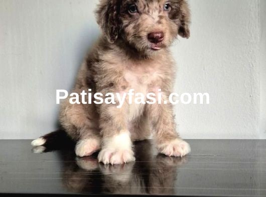 Dev Poodle Yavruları