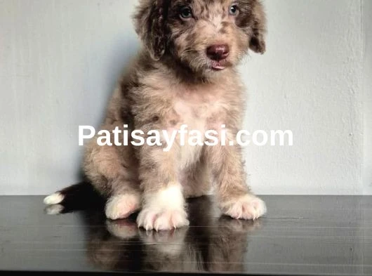 Dev Poodle Yavruları