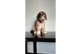 Anne-Baba Ölçüleri Öğrenilebilen Poodle Yavruları - Toy Poodle