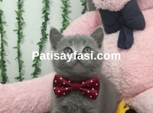 NEŞE KAYNAĞI BEBEĞİM TESLİME HAZIR