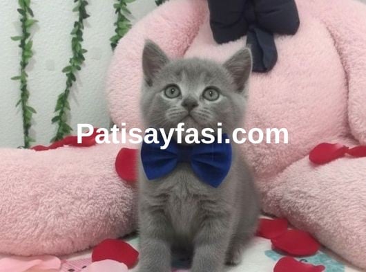 NEŞE KAYNAĞI BEBEĞİM TESLİME HAZIR