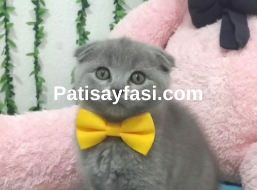 BU GÜZELLİK ŞAKAMI.. BALLAR TESLİME HAZIR