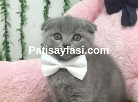 BU GÜZELLİK ŞAKAMI.. BALLAR TESLİME HAZIR