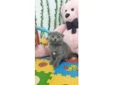 BU GÜZELLİK ŞAKAMI.. BALLAR TESLİME HAZIR - Scottish Fold