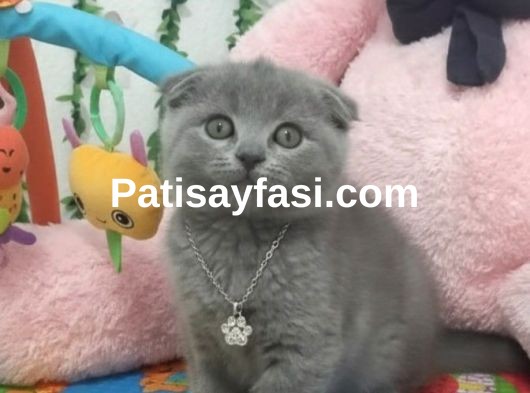 BU GÜZELLİK ŞAKAMI.. BALLAR TESLİME HAZIR