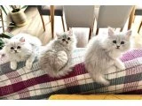 Güzeller güzeli Chinchilla bebeklerim ömürlük yuvasına gitmeye - 5