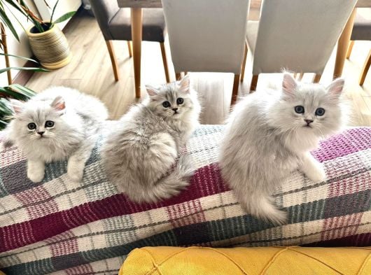 Güzeller güzeli Chinchilla bebeklerim ömürlük yuvasına gitmeye 