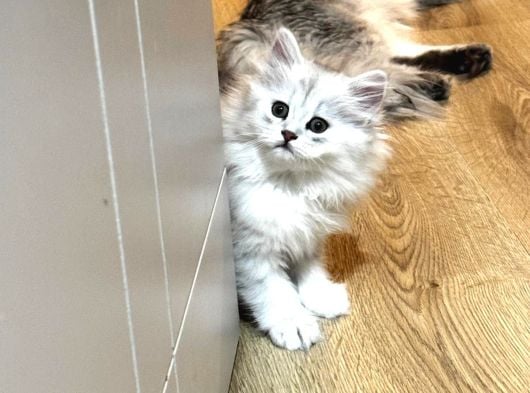 Güzeller güzeli Chinchilla bebeklerim ömürlük yuvasına gitmeye 