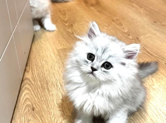 Güzeller güzeli Chinchilla bebeklerim ömürlük yuvasına gitmeye 