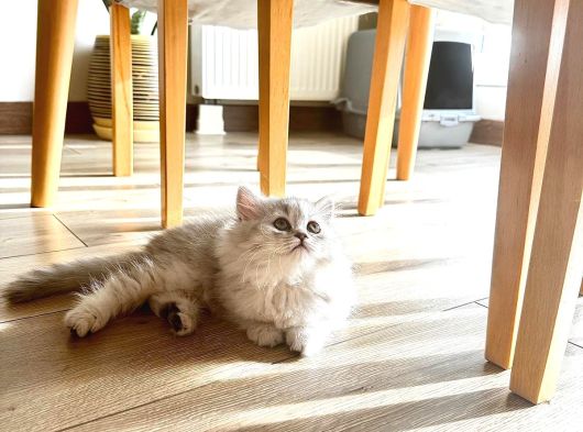 Güzeller güzeli Chinchilla bebeklerim ömürlük yuvasına gitmeye 