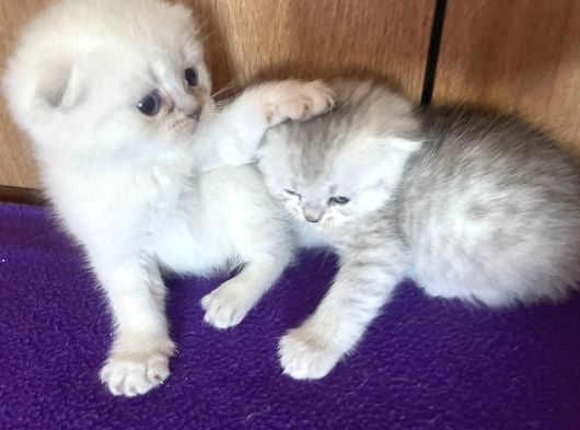 MAVİŞ GÖZLÜ TOP SURAT BEBEKLERİM 