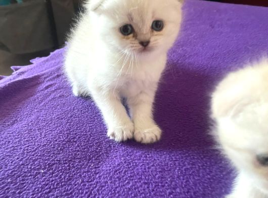 MAVİŞ GÖZLÜ TOP SURAT BEBEKLERİM 