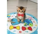 BLACK GOLDEN BEBEĞİM TESLİME HAZIR - British Shorthair