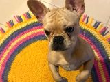 8 AYLIK ERKEK FRENCH BULLDOG