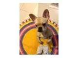 8 AYLIK ERKEK FRENCH BULLDOG - 3