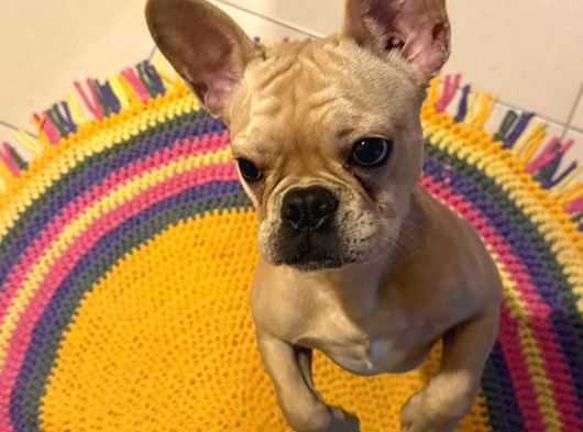 8 AYLIK ERKEK FRENCH BULLDOG