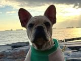 8 AYLIK ERKEK FRENCH BULLDOG
