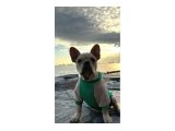 8 AYLIK ERKEK FRENCH BULLDOG - Köpek