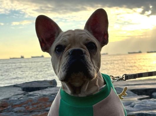 8 AYLIK ERKEK FRENCH BULLDOG