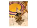 8 AYLIK ERKEK FRENCH BULLDOG - 2