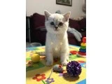 NEŞE KAYNAĞI BEBEKLERİM TESLİME HAZIR - British Shorthair