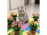 SEVİMLİ AFACANLAR TESLİME HAZIR - British Shorthair