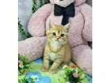 SARI ŞEKERİM TESLİME HAZIR - British Shorthair