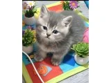 Bu güzellik her eve lazım - British Shorthair