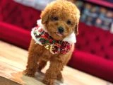 Toy Poodle Yavrular - 2