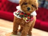 Toy Poodle Yavrular - 3