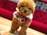 Toy Poodle Yavrular - 4