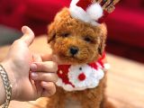 Toy Poodle Yavrular 