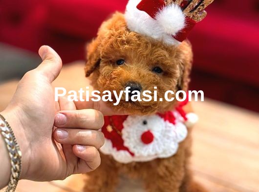 Toy Poodle Yavrular 
