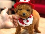 Toy Poodle Yavrular - 5