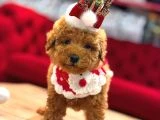 Toy Poodle Yavrular - 6
