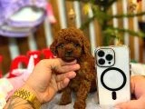 Teacup Poodle Yavrular - 3