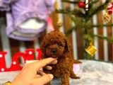 Teacup Poodle Yavrular - 2