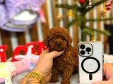 Teacup Poodle Yavrular