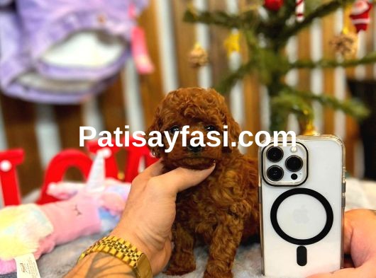 Teacup Poodle Yavrular