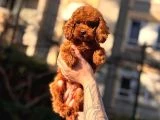 Orjinal Poodle Yavrular