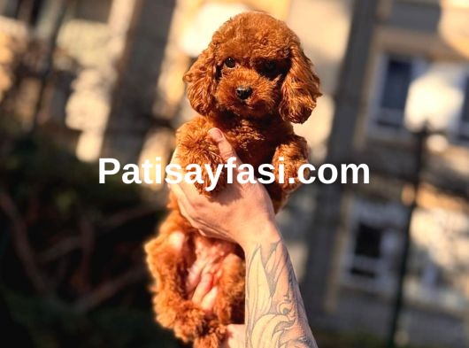 Orjinal Poodle Yavrular