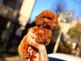 Orjinal Poodle Yavrular - 3