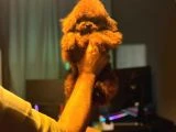 Kore Kan Poodle Bebekler - 3