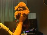 Kore Kan Poodle Bebekler - 4