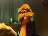 Kore Kan Poodle Bebekler